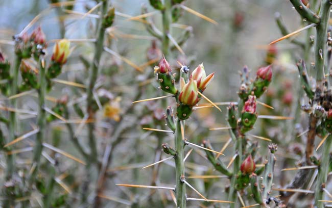 Christmas Cactus is a perennial shrub native to AZ, NM, OK and TX. Christmas Cactus is salvage restricted in Arizona. Cylindropuntia leptocaulis